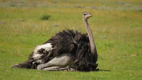 Female-ostrich-preening-and-grooming-itself-on-a-windy-day,-Addo-Park,-South-Africa