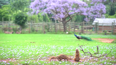 Gophers-and-peacock-on-lawn-in-zoo,-Slow-continuous-shot