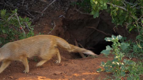 Close-up-of-a-yellow-mongoose-sitting-at-the-front-of-its-den-before-wandering-off-into-the-bush