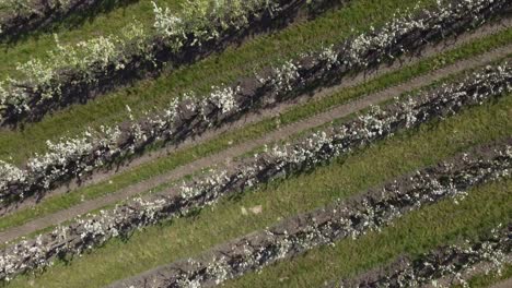 Drone-flies-over-an-orchard-in-bloom