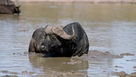 Close-Up-of-African-Cape-Buffalo-Refreshing-in-River-Mud-on-Hot-Day