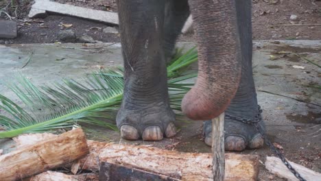 Temple-elephant-with-feet-chained-standing-on-a-stone-slab