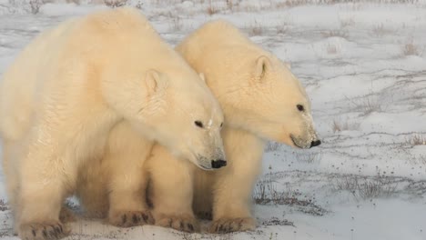 Young-polar-bears-on-snowy-plain