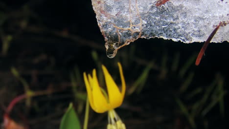 Close-up-shot-of-thawing-suspended-single-icicle-melting-in-winter-with-water-droplets-dripping-as-ice-melts-water-drops-on-flower-in-rising-temperatures
