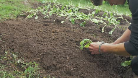 Young-male-gardener-transplanting-turnips-MEDIUM-SHOT