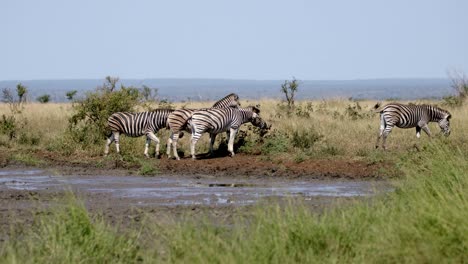 Manada-De-Cebras-Burshells-En-Ecosistema-Protegido-Para-Animales-En-El-Parque-Nacional-Kruger,-Sudáfrica,-Cámara-Lenta-De-Fotograma-Completo