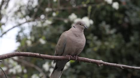 Collared-Dove-Streptopelia-decaocto-on-branch.-British-Isles