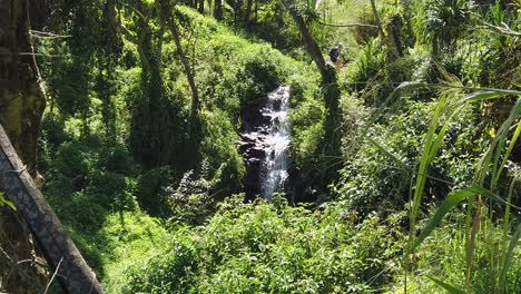 HD-Hawaii-Kauai-Zeitlupenrauschen-Eines-Wasserfalls-In-Der-Ferne-Und-Ein-Paar-Bäume-Ganz-Links-Im-Vordergrund-Und-Langes-Gras,-Das-Rechts-Im-Vordergrund-Im-Hawaiianischen-Wald-Hängt