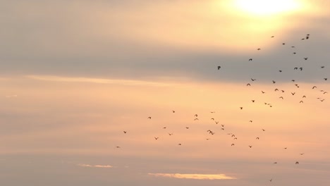 Flocks-of-birds-flying-in-a-dawn-sky