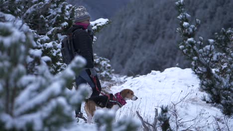 Woman-with-beagle-dog-on-leash-walks-on-snowy-trail-in-winter-season
