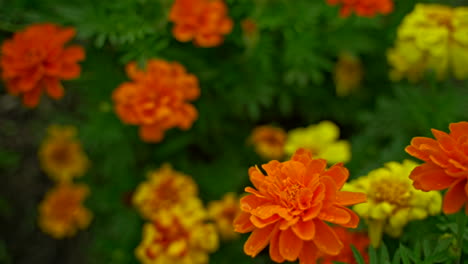 Bright-orange,-yellow,-and-red-marigolds-among-green-garden