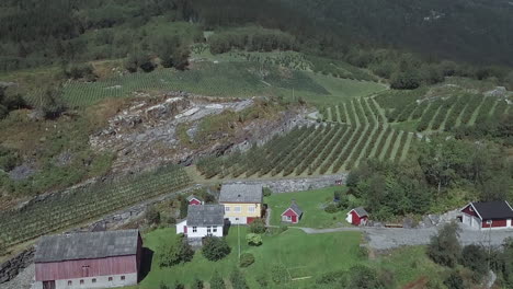 Hohe-Luftaufnahme-Von-Kiefernreihen-In-Einer-Kiefernplantagenfarm-Auf-Einem-Hügel