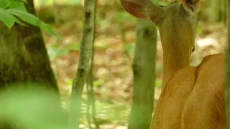 A-doe,-a-female-deer,-with-flies-on-her-head-in-Ontario,-Canada,-static-close-up