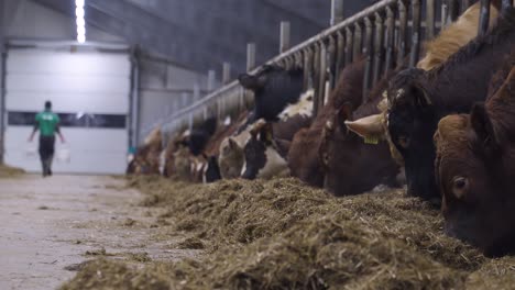 Row-of-norwegian-red-cows-eating-hay-in-a-cowshed