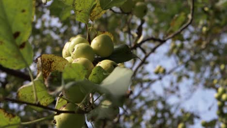 Wild-apples-on-tree-branch-medium-shot