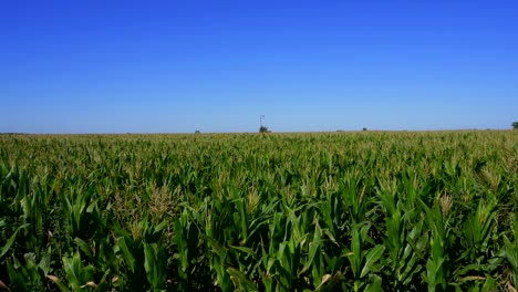 Static-wide-shot-of-a-corn-field-on-a-sunny-morning