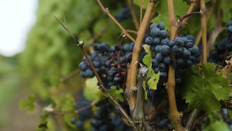 Close-up-of-purple-grapes-in-a-vineyard-with-light-breeze