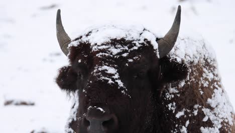bison-breathing-in-the-cold-winter-slow-motion