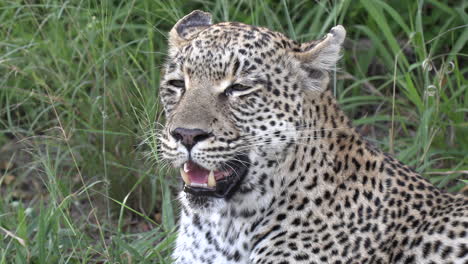 Close-up-of-exhausted-leopard-panting-as-wind-blows-through-grass