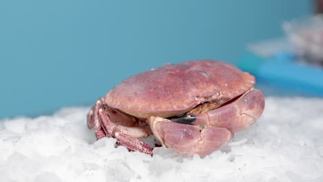 Crab-Moves-His-Pincers-And-Claws-With-Blue-Background