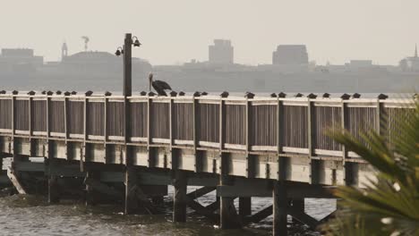 Küstenvogel-Am-Pier-Im-Hafen-Von-Charleston