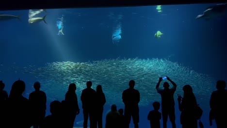 Das-Monterey-Bay-Aquarium-Zeigt-Die-Schönheit-Des-Offenen-Meeres