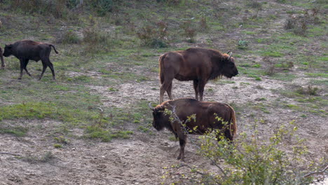 Europäische-Bison-Bonasus-Herde-Weidet-In-Einer-Schlammigen-Steppe,-Tschechien