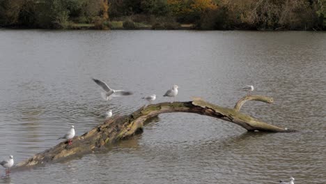 Hand-held-shot-of-Seagull-landing-on-a-branch-on-the-lake