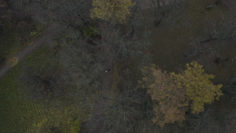 Drone-top-down-view-of-trees-in-a-city-park-in-the-autumn-season