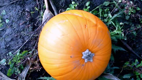 Slow-overhead-shot-of-pumpkin-in-a-field-surrounded-by-dirt