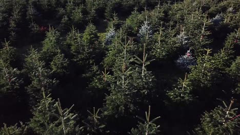 Low-aerial-reversing-over-Christmas-trees