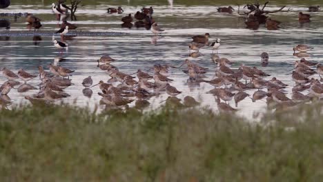 Migratory-bar-tailed-godwit-flock-feeding-in-Miranda-Shorebird-Centre-stilt-pond