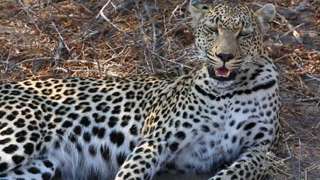 Close-Up-of-a-Stunning-Female-Leopard-Panting