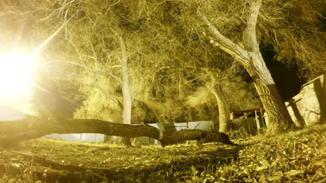 NIGHT-LAPSE---Giant-tree-branch-in-the-middle-of-the-yard-surrounded-by-a-fence-and-trees-well-a-dog-runs-around