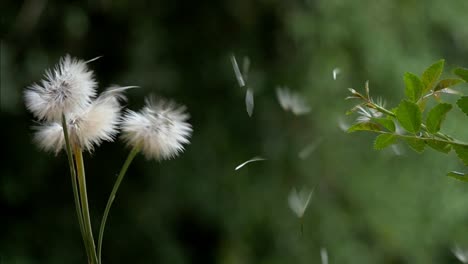 Dandelions-dispersing-their-floating-seeds-in-slow-motion-in-the-wind-close-up