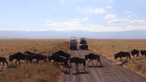A-slow-motion-clip-of-a-herd-of-wildebeest,-Connochaetes-taurinus-or-Gnu-marching-across-a-road-between-safari-vehicles-during-migration-season-in-the-Ngorongoro-crater-Tanzania