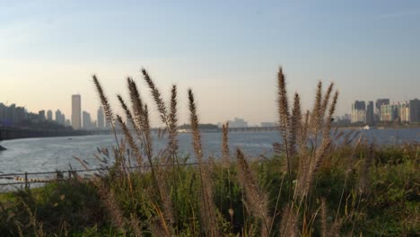 Tall-grass-shaking-under-the-wind-near-Han-river-in-Seoul