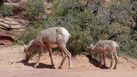 Slow-motion-shot-of-bighorn-sheep-mother-and-lamb-grazing-in-Zion-National-Park,-Utah