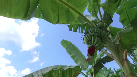 Banana-Farm,-Banana-Plantations