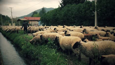 a-large-flock-of-sheep-moving-to-another-sector-where-men-helped-by-dogs-guide-them