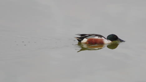 Northern-shoveler-male-feeding-by-sifting-the-water-with-its-large-bill