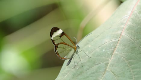 Close-up-shot-Glasswing-Butterfly-Greta-Oto-sitting-on-leaf