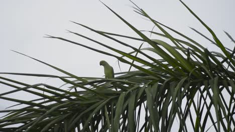 Indian-parrots-sitting-on-the-tree
