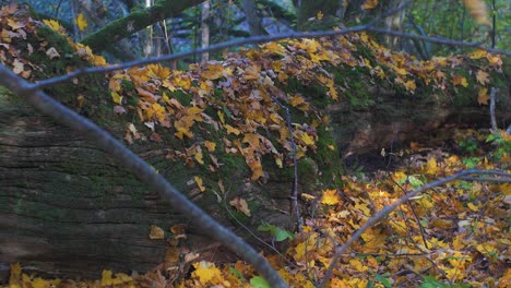 Alter-Umgestürzter-Baum,-Bedeckt-Von-Herbstblättern-An-Sonnigen-Tagen