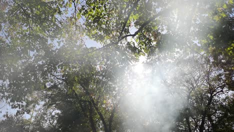 Sun-rays-shine-with-smoke-through-the-tree