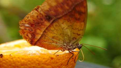 Slow-motion:-Side-view-of-Pearl-Emperor-butterfly-walking-across-sliced-orange-fruit,-rolls-up-proboscis-and-takes-off,-flies-out-of-frame