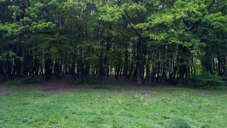 A-clearing-in-the-woods-and-trees-with-grass-at-the-Forests