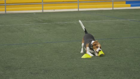 Small-dog-playing-with-yellow-plastic-on-grass