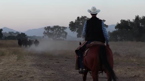 camera-follows-cowboy-on-his-horse-as-he-pushes-cattle-forward