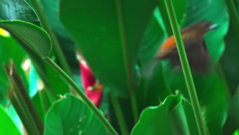A-red-breasted-tropical-bird-takes-flight-from-a-green-leaf-in-slow-motion-in-Punta-Banco,-Costa-Rica
